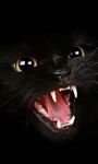 pic for Black Cat